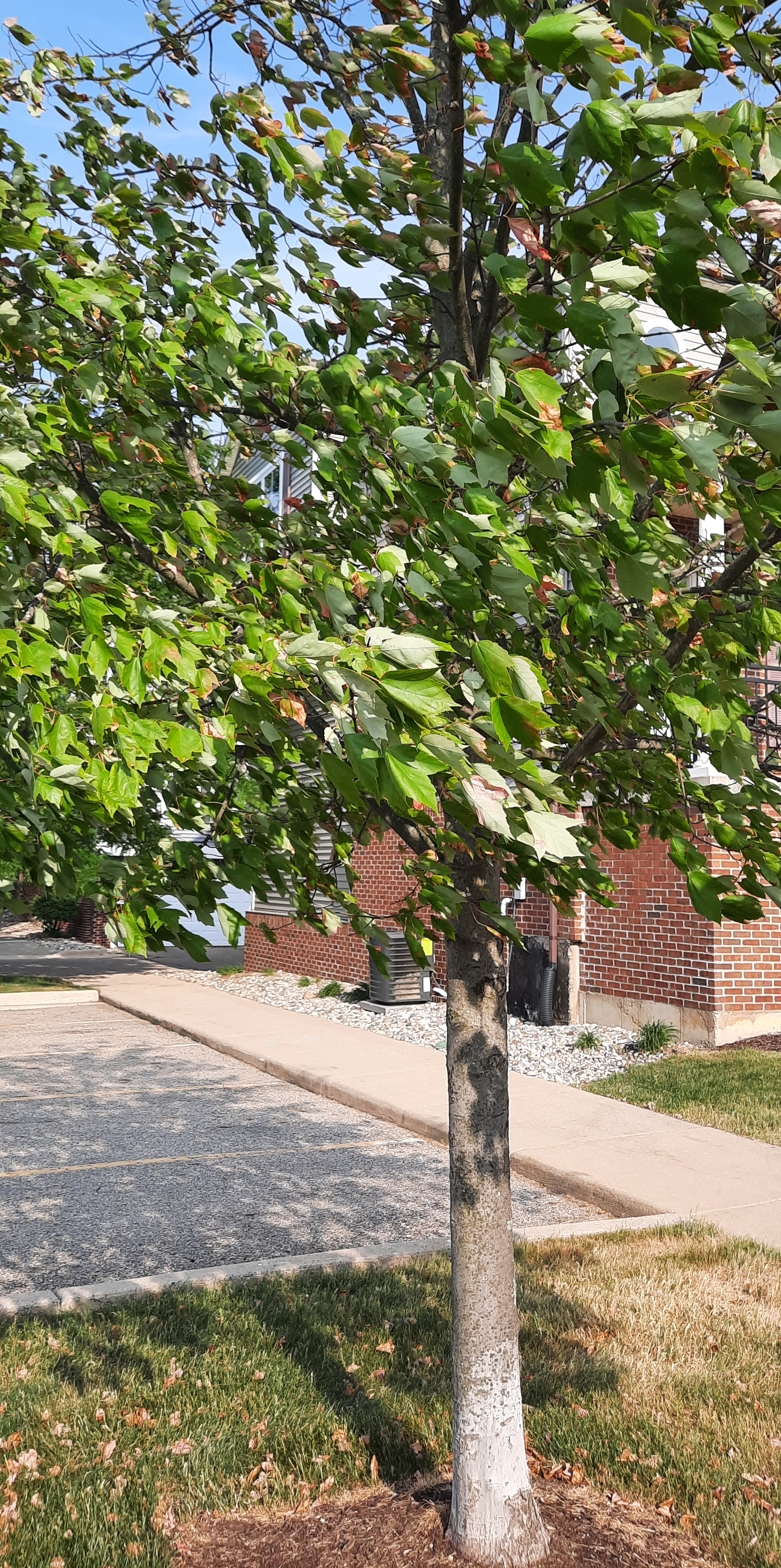 Leaves starting to curl due to heat stress.